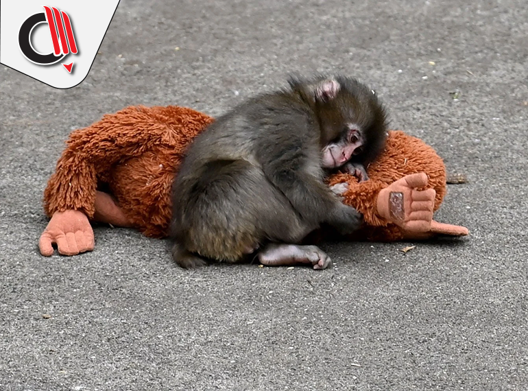 Punch Vakası Üzerinden Vicdanın Pazarlanması: Maymun Punch’ın Daha Çok Peluşa mı, Özgürlüğe mi İhtiyacı Vardı?